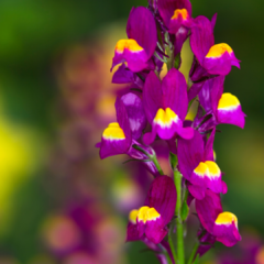 LINARIA MAROCCANA (LINARIA) - comprar online