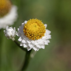 AMMOBIUM ALATUM (siemprevivas aladas) - tienda online