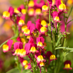 LINARIA MAROCCANA (LINARIA) - Jardin de campo