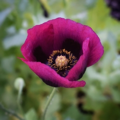 AMAPOLAS ALTAS VARIADAS (P. somniferum)