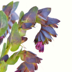 CERINTHE MAJOR VAR. PURPURASCENS (HONEYWORT) en internet