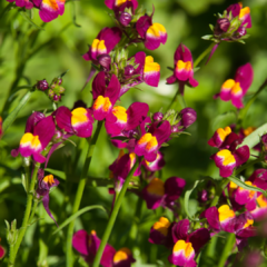 Imagen de LINARIA MAROCCANA (LINARIA)