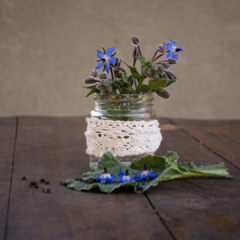 BORRAJA (Borago officinalis) - Jardin de campo