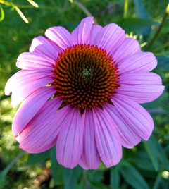 EQUINÁCEA (Echinacea purpurea) - Jardin de campo