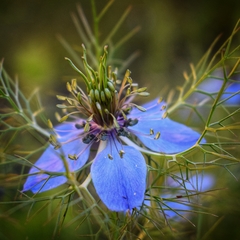 NIGELLA DAMASCENA (arañuela)