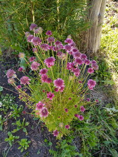 ESCABIOSA (Scabiosa atropurpurea) - tienda online