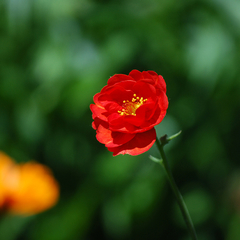 GEUM ROJO (Geum chiloense)