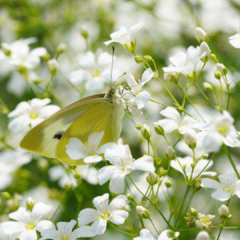 Velo de novia (GYPSOPHILA ELEGANS) - comprar online