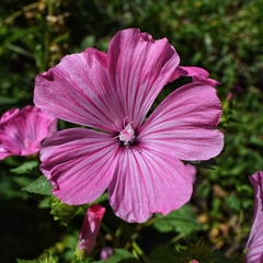 LAVATERA TRIMESTRIS