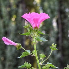 LAVATERA TRIMESTRIS - comprar online