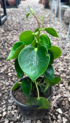 Peperomia Disco o Gotita - comprar online