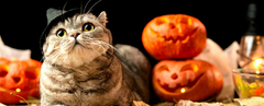 Banner de la categoría Gatos