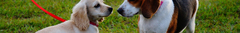 Banner de la categoría Paseo