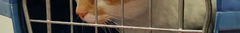 Banner de la categoría Paseo