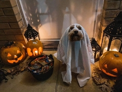 Banner de la categoría Perros