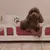 CAMA PATITAS - comprar online