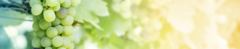 Banner da categoria Trebbiano