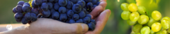 Banner da categoria Uvas