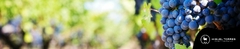 Banner da categoria Miguel Torres