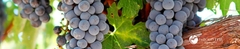 Banner da categoria Cabernet Sauvignon