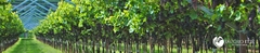 Banner da categoria Merlot