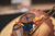Imagem do Funko Woody - Toy Story 4