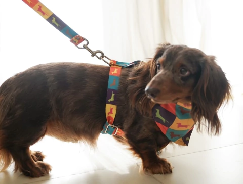 Carrusel The salchi store