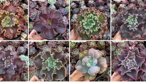 Banner da categoria  GIBBIFLORAS, GIGANTES E GRANDES 