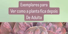 Banner da categoria Exemplares Gibbifloras ADULTAS 