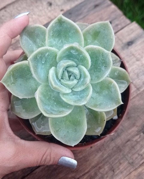 Fantome pote tamanho 9 mudas grandes