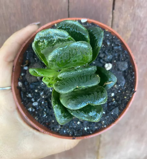 Haworthia truncata cv. Sizunami vaso tamanho 11