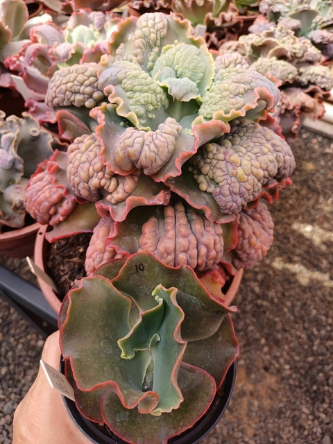Gibbiflora Magno vaso tamanho 11 - comprar online