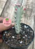 Euphorbia Lactea variegata, 'white ghost' aproximadamente 12 cm altura