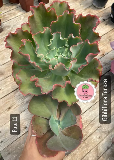 Echeveria gibb. Tereza pote tamanho 11 - comprar online