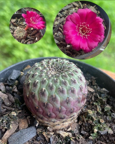 SULCOREBUTIA RAUSCHII 3 CM forma colônia