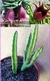 Stapelia Leendertziae com 3 astes ou mais