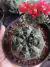 GYMNOCALYCIUM BALDIANUM vaso tam 9 como referencia - flor vermelha
