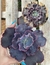 Echeveria gibb. "Valentine" vaso tamanho 11