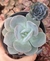 Echeveria Nivea VASO TAMANHO 9 -