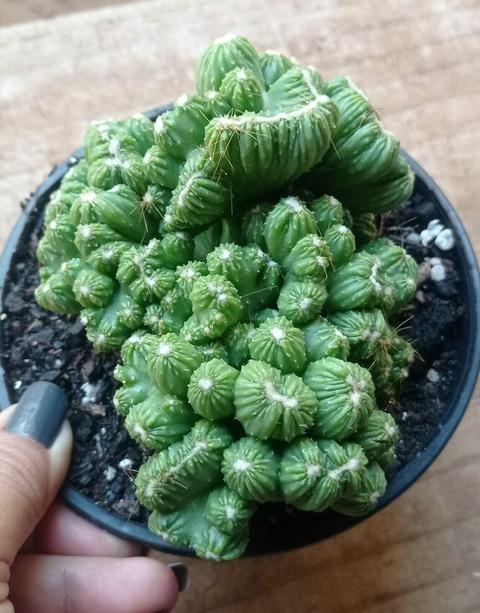 Cereus Wild Crest - CUIA tamanho 13 -