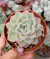Echeveria Amabile vaso tamanho tamanho 11