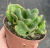 Opuntia Tuna f. cristata pote tamanho 11 - - comprar online