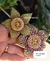 Orbea variegata flor amarela 3 astes ou mais - comprar online