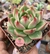 E. Agavoides Mercury vaso tamanho 9 - comprar online