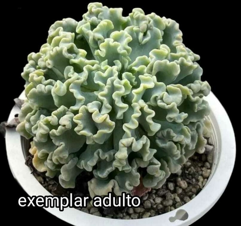 Echeveria Medusa vaso tamanho 9 - comprar online