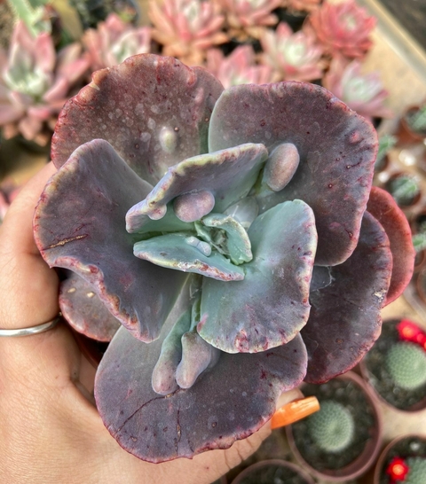 Echeveria Gibb. Volcan Doux vaso tamanho 11 - - comprar online