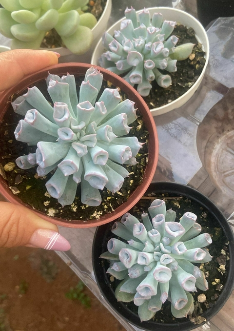 Echeveria "Pig Nose" vaso tamanho 9 - - comprar online