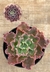Echeveria Blue Waves pote tamanho 11