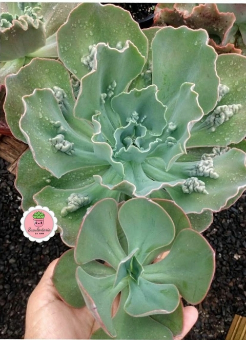 Echeveria gibb. Diaguitas pote tamanho 11 - comprar online