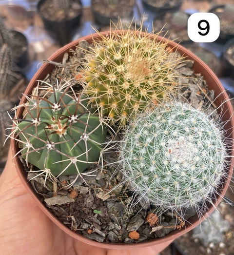 MIX de cactos pote 11 num 09 - comprar online
